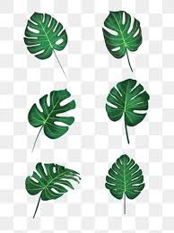 Hand Painted Noise Green Leaf Element Monstera Decoration Pattern With Map Png And Psd Daun Lukisan Ide All png images can be used for personal use unless stated otherwise. hand painted noise green leaf element