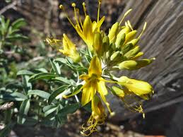 Image result for Cleomaceae