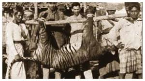 Kaca mata hitam dan tatanan rambut pertimbanganku kala itu, usia tersebut cukup ideal, aku sudah lulus kuliah, sudah mempunyai pengalaman bekerja, dan. Hari Ini Dalam Sejarah 27 September 1937 Harimau Bali Jadi Subspesies Harimau Pertama Yang Punah Tribunnewswiki Com Mobile