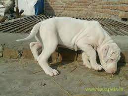Born on july twenty fifth this year. Pakistani Bully Puppies For Sale In Gurgaon On Best Price Asiapets In 2021 Bully Puppies For Sale Puppies For Sale Bully Dog