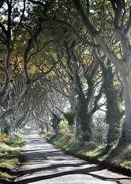 The Tangled Wood Ireland Landscape Photography Home Decor Fine Art Photography Etsy Wall Art Wall Dec Landscape Photography Landscape Prints Landscape