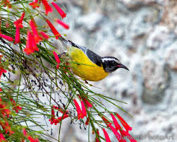 Sugar Thief Bird Caribbean Bird Wildlife Photography Art Etsy Bird Photography Wildlife Photography Art Photo Prints