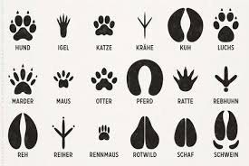 Spuren Heimischer Tiere Tiere Illustration Design