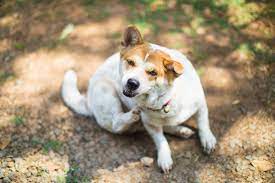 Allergien Beim Hund Symptome Diagnose Behandlung Zooplus
