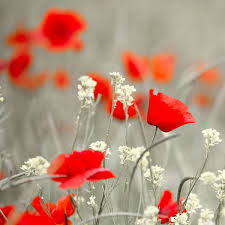 It is considered the unofficial beginning of summer. Meaning Of Remembrance Day And Veterans Day For Kids