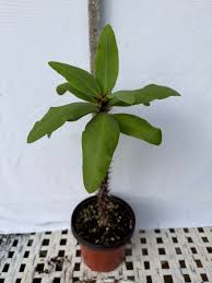 Image result for Euphorbia kilwana
