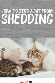 Pin On Cat Breeding And Health Care
