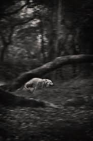Beautiful Black And White Wolf Pictures White Wolf Running Perfect Shutter Speed Shot Wad If Zoom It Closer For Improvement Hmm Wolf Animals Wild Animals Beautiful