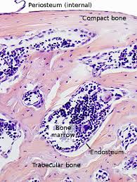 Label femur diagram handout • review the following terms: Animal Tissues Bone Atlas Of Plant And Animal Histology