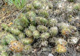 Cacti can be propagated in several ways. Opuntia Fragilis Wikipedia