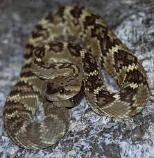 It is small, usually tan, grey, or brown, and may superficially resemble a prairie rattlesnake to an untrained eye. Snakes Saguaro National Park U S National Park Service