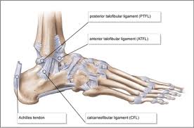 Diagram The Ankle