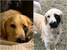If you are unable to find your golden retriever puppy in our puppy for sale or dog for sale sections, please consider looking thru thousands of golden retriever dogs for adoption. Golden Retriever With Black Splotch Helps Kids Embrace Birthmarks