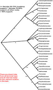 Image result for Nectaropetalum carvalhoi