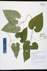 Image result for Cynanchum ellipticum