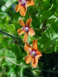 Image result for Lysimachia arvensis