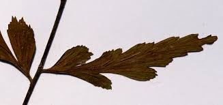 Image result for Asplenium blastophorum