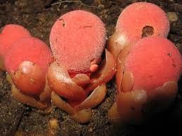 Image result for Balanophoraceae