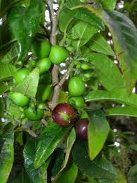 Image result for Streblus