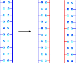 Dna Replication