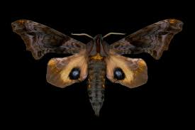 Small Eyed Sphinx Paonias Myops Pakenham Ontario C Jim Des Rivieres Moth Moth Caterpillar Sphinx