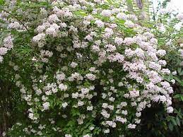 Kolkwitzia Amabilis Beauty Bush Bush Seeds Cool Plants