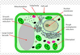 Rough endoplasmic reticulum (rer) vs smooth endoplasmic reticulum (ser). Plant Cell Cell Wall Chloroplast Organelle Plant Angle Cell Cell Membrane Png Pngwing
