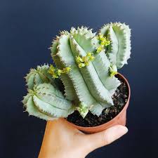 Euphorbia Fruticosa Inermis Cactus Like Live Succulent Plant Etsy In 2020 Euphorbia Planting Succulents Plants