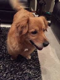 Meet Thehalf Corgi Half Golden Retriever Cute Corgi Golden Retriever Corgi Mix Breeds Golden Corgi