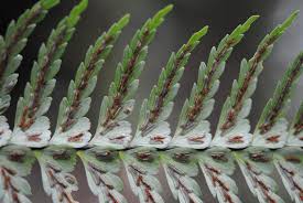 Image result for Asplenium smedsii