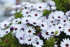 Image result for foto Osteospermum