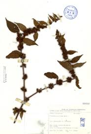 Image result for Triumfetta pilosa