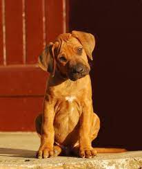Use the search tool below and browse adoptable rhodesian ridgebacks! Rhodesian Ridgeback Dog Breed Information Temperament Health