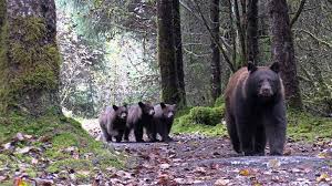 Mother hunting chap 13 mother hunting chap 14 mother hunting chap 15. Outrage Grows Over Killing Of A Mother Bear And Her Cubs Even As Federal Government Moves To Make Such Action Legal A Humane World