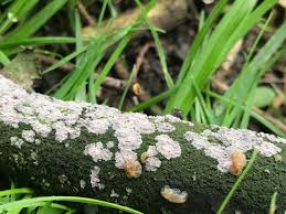 Image result for Exidia sp.