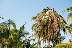 Is your palm tree sick and you're not sure what to do? What To Do When Your Palm Tree Is Dying Garden Services