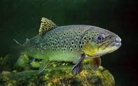 Die bachforelle ist ein wendiger raubfisch und bewohnt kühle, sauerstoffreiche sowie schnell fließende und klare gewässer. Deutsche Rekordliste Bachforelle Fisch Fang