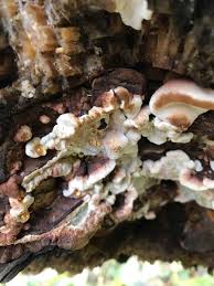 Image result for Ischnoderma resinosum