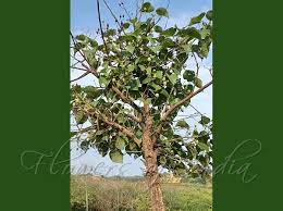 Image result for Eriolaena