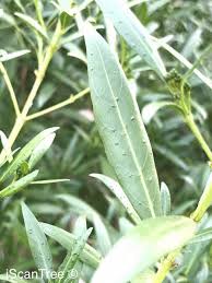 Image result for Pavetta sp. E