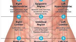 Maybe you would like to learn more about one of these? The 9 Abdominal Regions Youtube