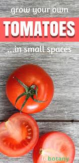 Tomatoes are available to buy as young plants, but if you'd like to. How To Grow Tomatoes Lobotany An Urban Gardening Guide