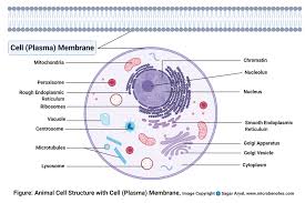 Download a free printable outline of this video and draw along with us: Animal Cell Definition Structure Parts Functions And Diagram