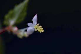 Image result for Begonia bequaertii
