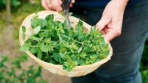 If you harvest more herbs than you can use right away, you can store them in the refrigerator for several days. How To Select And Store Oregano Herbs