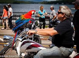 Laconia Bike Week 2013 C Zoomzoomshots Www Zoomzoomshots Com Laconia Laconia Bike Week Bike Week