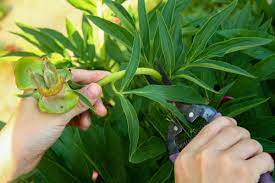 So verschwenden ihre pfingstrosen keine kraft, die im nächsten jahr bei der blüte fehlt. Pfingstrosen Schneiden Anleitungen Tipps Und Tricks Faq Und Video