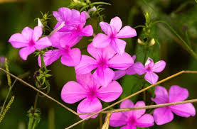 Image result for Cycnium