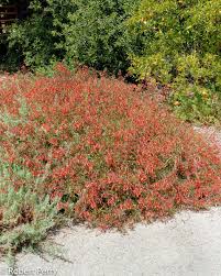 Image result for Scleria laxiflora