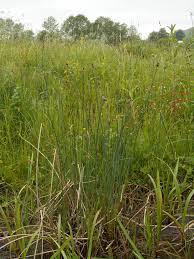 Image result for Schoenoplectus muriculatus